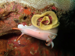 Hypselodoris bullockii