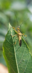 Armillatus