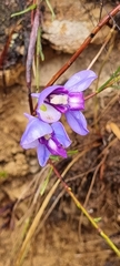 Disa graminifolia