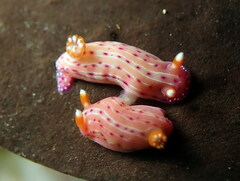 Hypselodoris