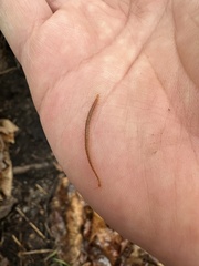 Geophilidae