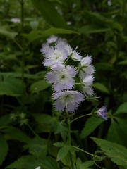 Phacelia purshii