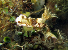 Hypselodoris reidi