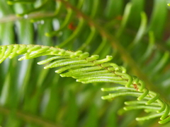 Blechnum durum