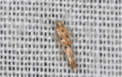Anatrachyntis rileyi