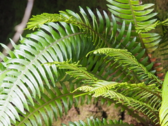 Blechnum durum