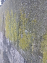 Flavoplaca citrina