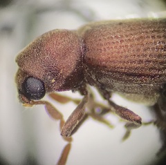Anobiinae