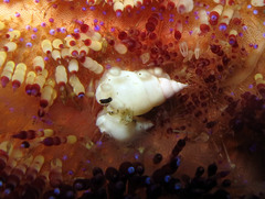 Echineulima asthenosomae