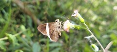 Eudaminae