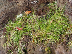 Isolepis praetextata