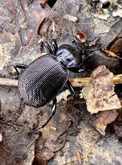 Sphaeroderus stenostomus