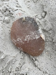 Aplidium stellatum