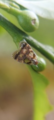 Bothriocera