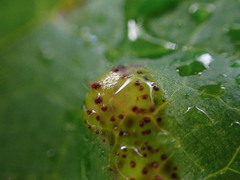 Puccinia asarina