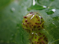 Puccinia asarina