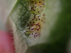 Puccinia asarina