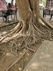 Tracheophyta