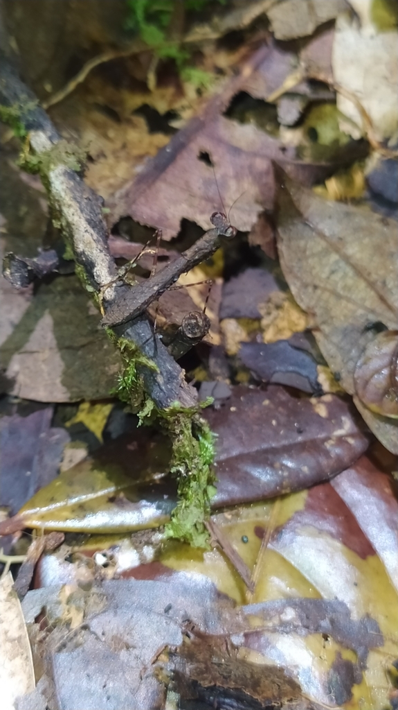 Bantia fusca