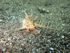 Murex tribulus
