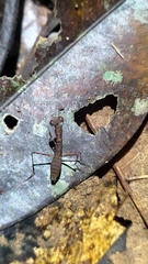 Bantia fusca