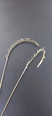 Harpochloa falx