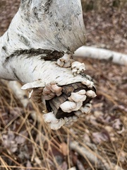 Panellus