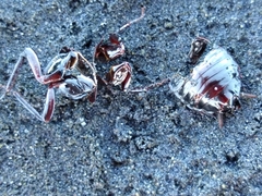 Drymaplaneta semivitta