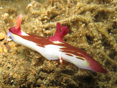 Nembrotha chamberlaini