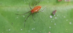 Theridiidae