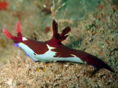 Nembrotha chamberlaini
