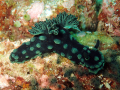 Nembrotha cristata