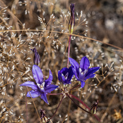 Brodiaea