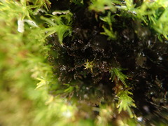 Scytinium lichenoides