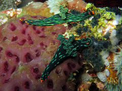 Nembrotha kubaryana