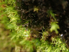 Scytinium lichenoides