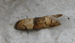 Tortricodes alternella