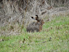 Lepus europaeus