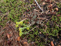 Sedum lanceolatum