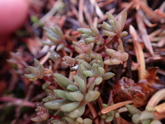 Sedum lanceolatum
