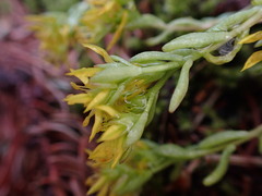 Sedum lanceolatum