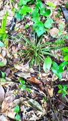 Lemeltonia monadelpha