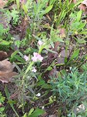 Misopates calycinum