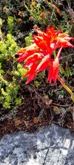 Disa ferruginea