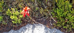 Disa ferruginea