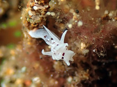 Okenia brunneomaculata
