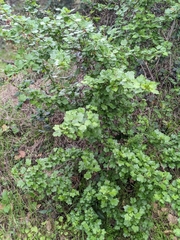 Ribes californicum