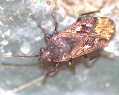 Sphragisticus nebulosus