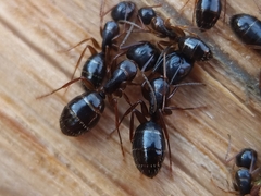 Camponotus fallax
