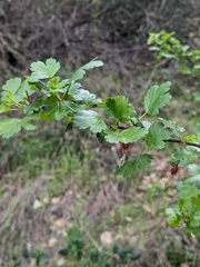 Ribes californicum